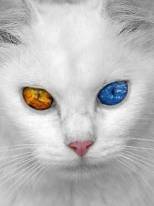 odd eye jeweled cat