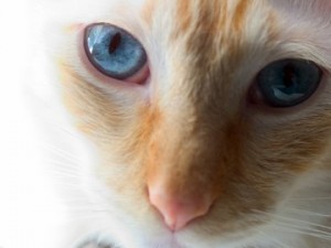 flame point