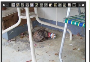 cat head in can