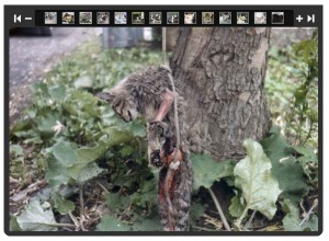 cat hung from tree