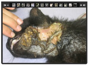 cat raw neck