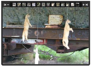 cats hung by neck