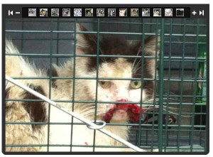 infected torn lip cat