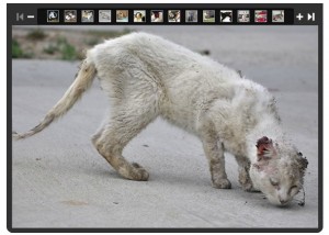 skin cancer white cat