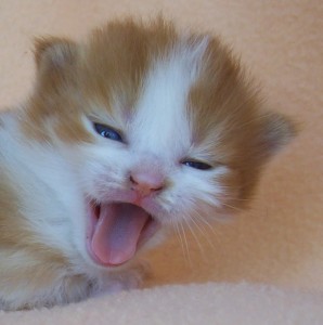 100_8445 crop yawn