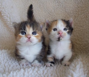 2 calicos