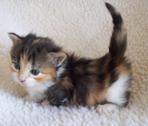 calico Lacey's kitten