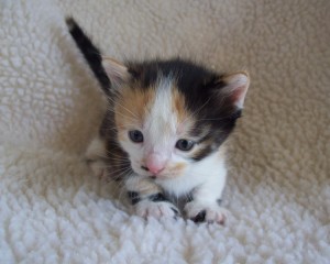 calico white face