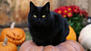 cute-black-cats-wallpapercute-black-cat-desktop-background-lovely-cats-iq1cltvw