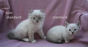 standard and non standard