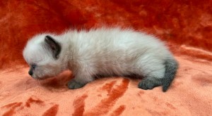 008acdb9-d8e4-439b-b661-fd449ad7db6b