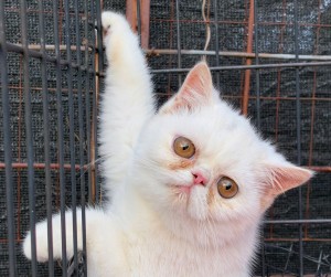 589327579_leggy girl A