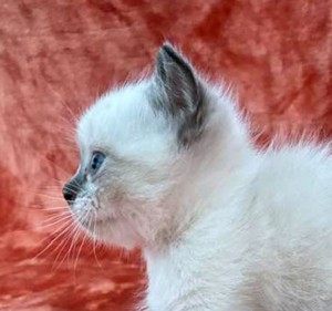 657297484_left profile