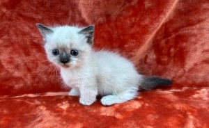 658363625_26447299008215770_2345814002409441102_n