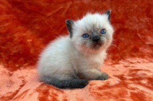 658971661_26423248323954172_1210940591696049302_n