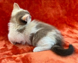 672096917_26620803770865292_1394969633372134543_n