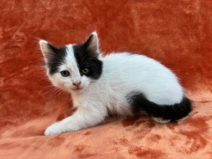 672163335_26620771217535214_5676212758160381660_n