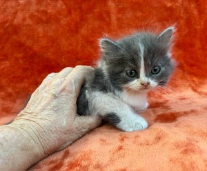 672209026_26620780490867620_2328031826208823077_n S