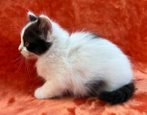 672220029_26620771214201881_1720767635162707300_n