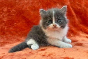 672670434_26620780977534238_2357866847541564771_n S