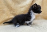 Kitten c