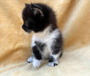 Kitten g