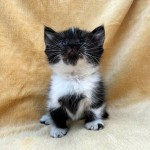 kitten a