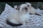 kitten pic