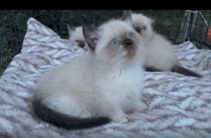 kitten pic